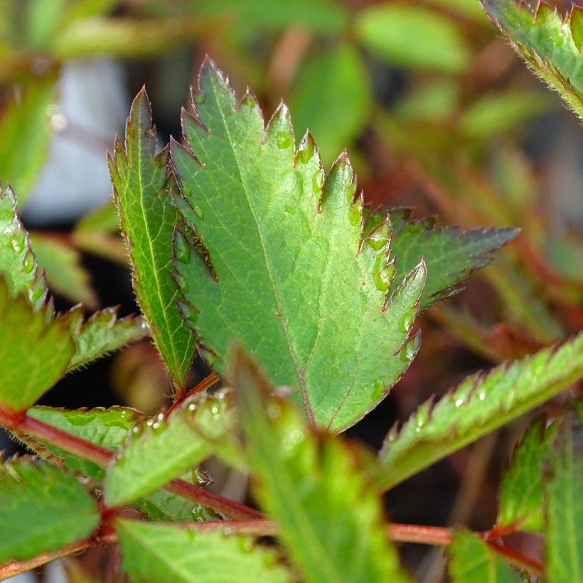 Astilbe arendsii Erika (Fogliame)