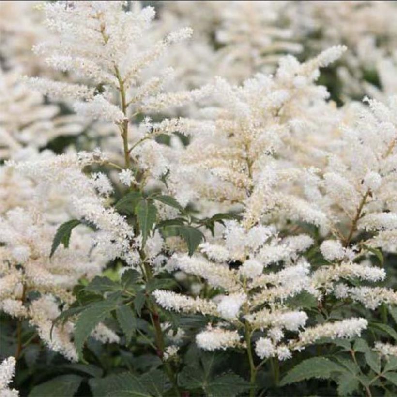 Astilbe japonica Washington (Fioritura)