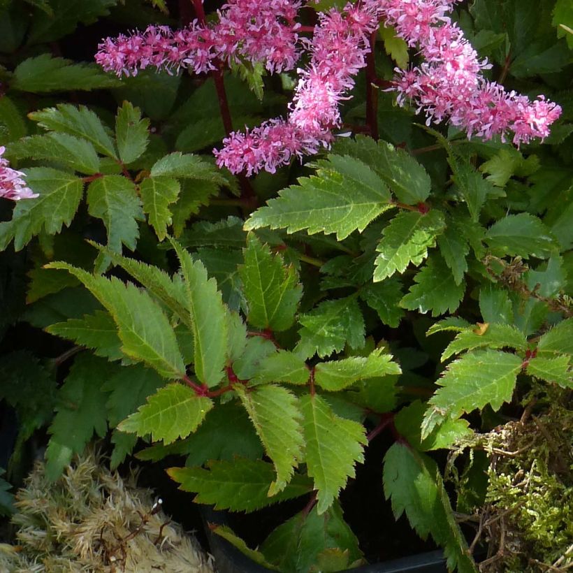 Astilbe Younique Ruby Red (Fogliame)