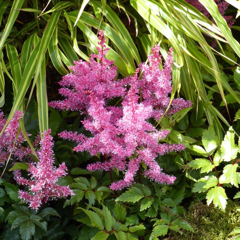 Astilbe Younique Ruby Red (Fioritura)