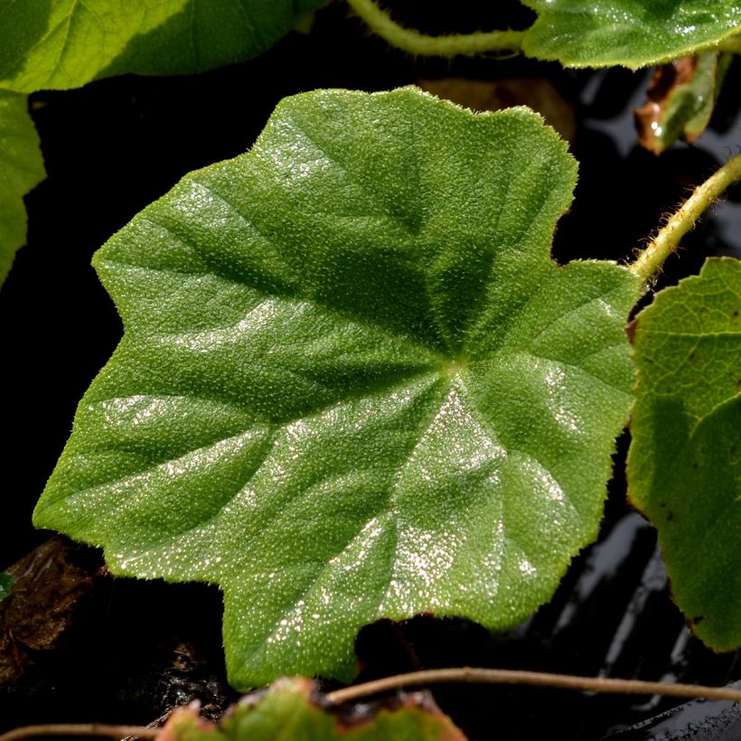 Astilboides tabularis (Fogliame)