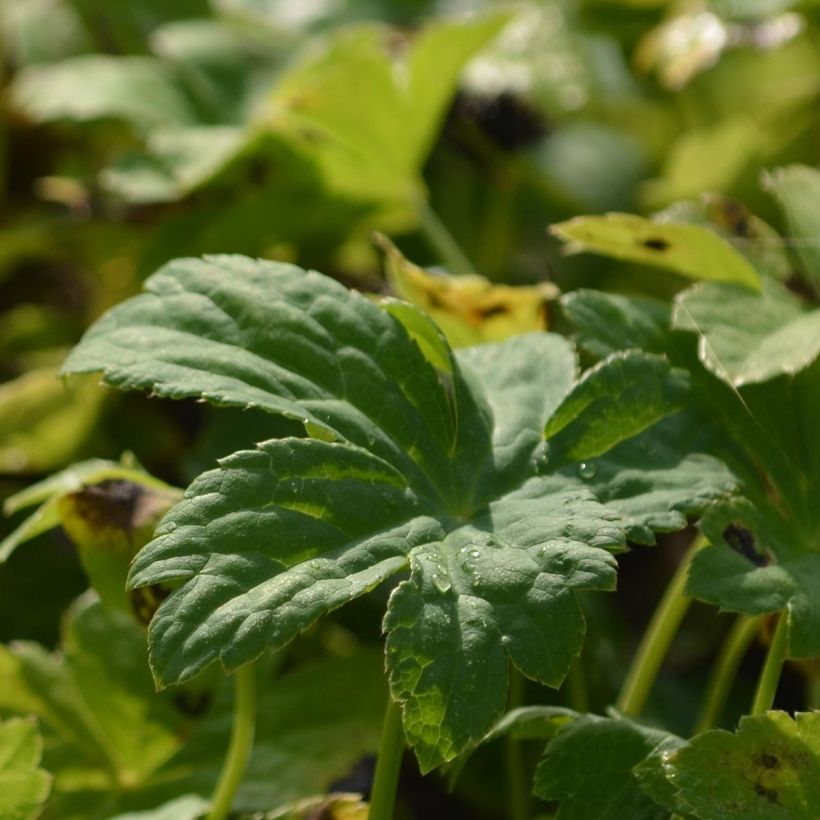 Astrantia major Super Star (Fogliame)