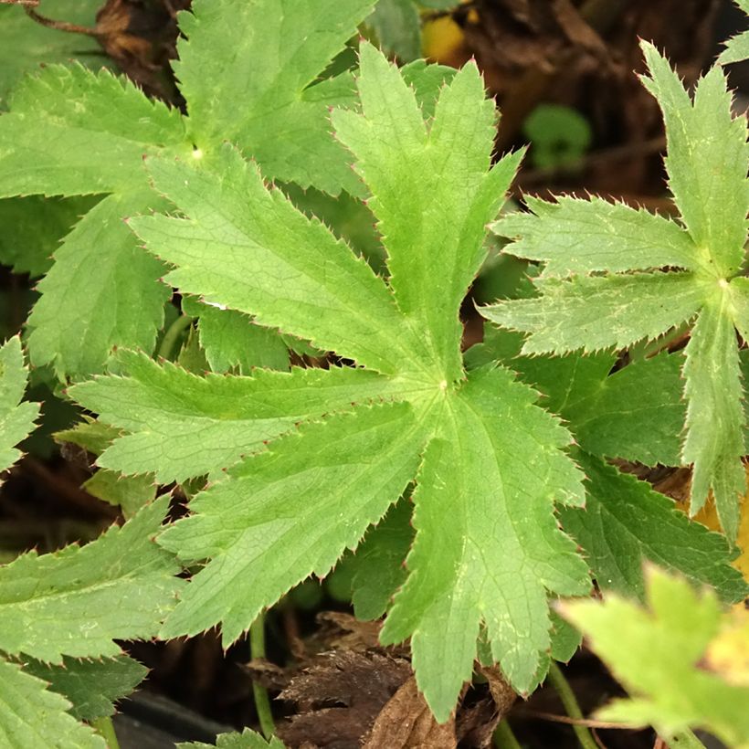 Astrantia major Star of Love (Fogliame)