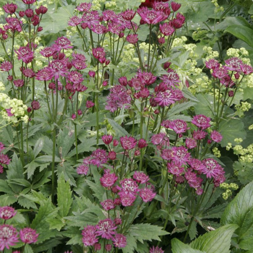 Astrantia major Ruby Wedding (Porto)