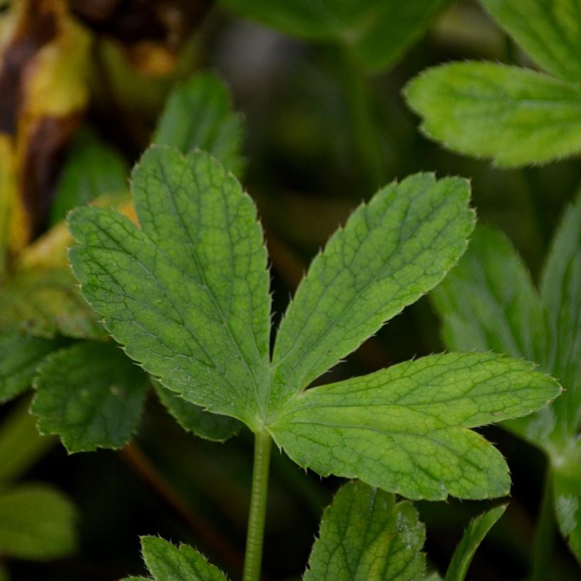 Astrantia major Venice (Fogliame)