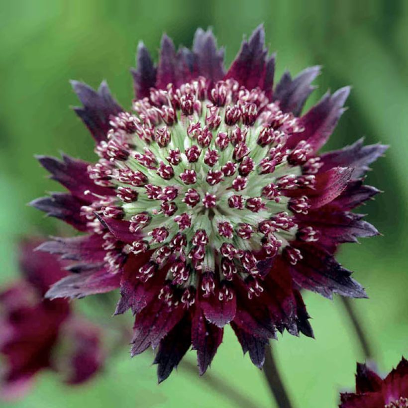 Astrantia major Moulin Rouge (Fioritura)