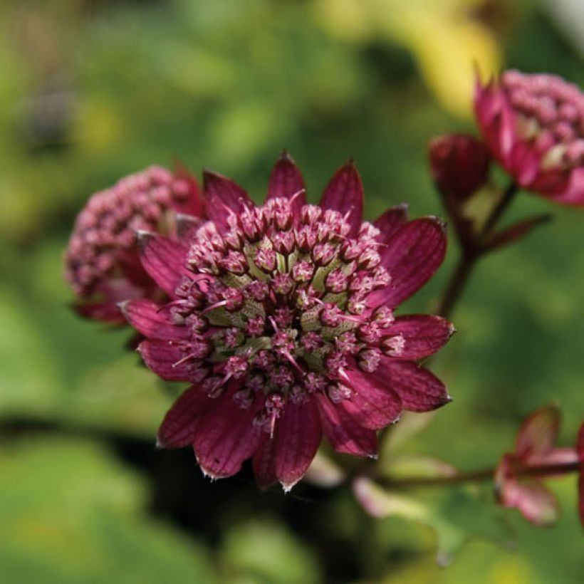 Astrantia major Hadspen Blood (Fioritura)