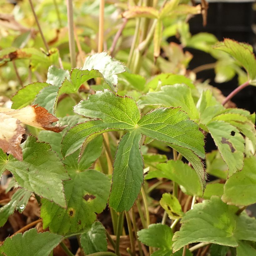 Astrantia major Cerise Button (Fogliame)