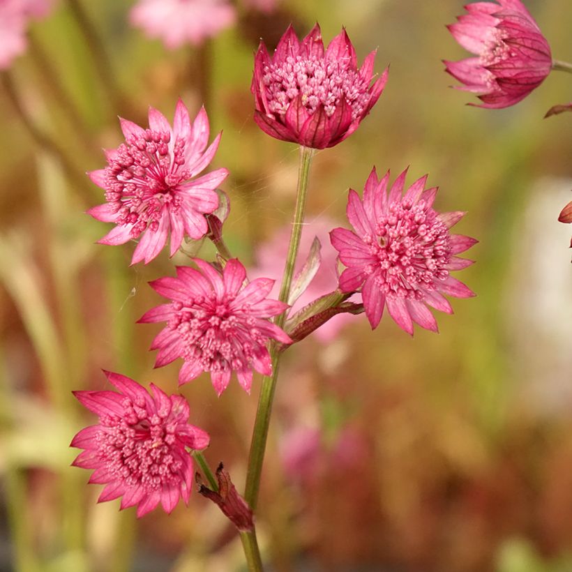 Astrantia major Cerise Button (Fioritura)