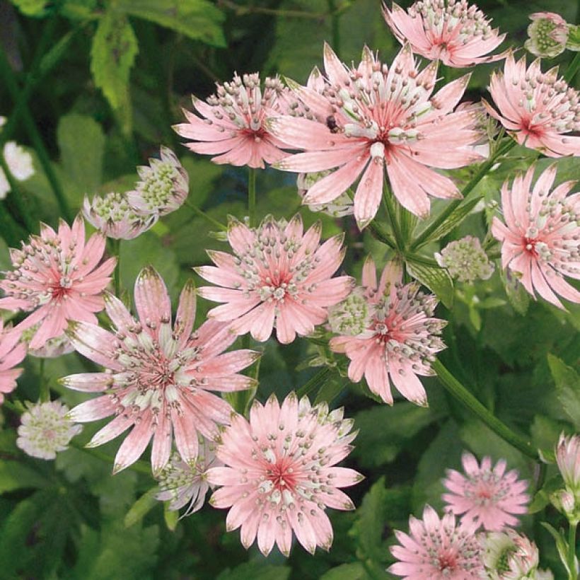 Astrantia major Rosea (Fioritura)