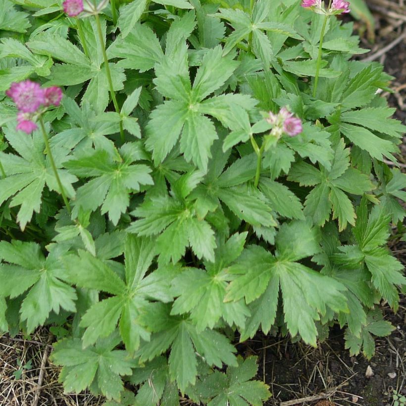 Astrantia major Ruby Cloud (Fogliame)