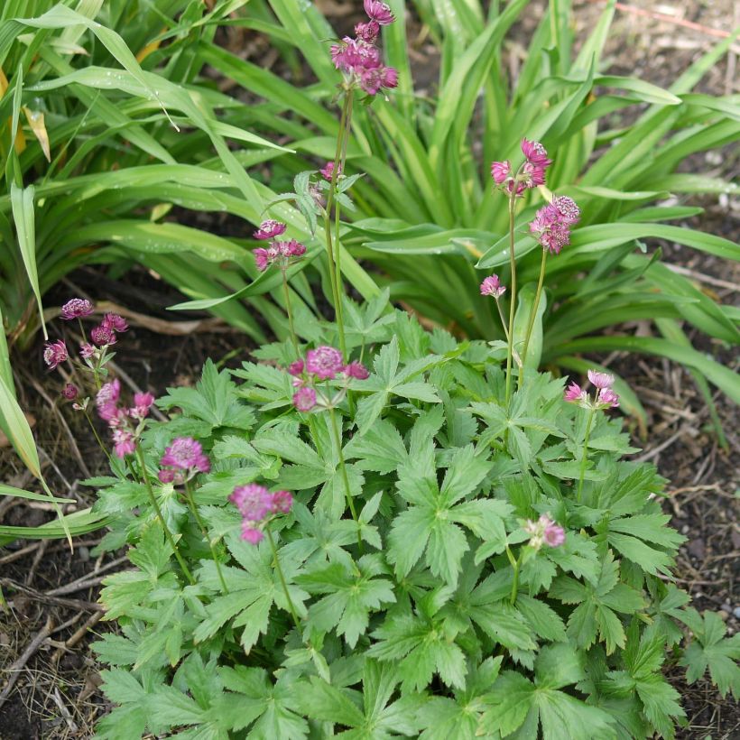 Astrantia major Ruby Cloud (Porto)