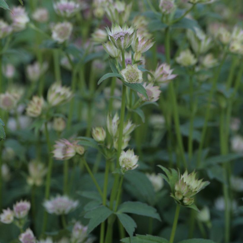 Astrantia major Shaggy (Porto)