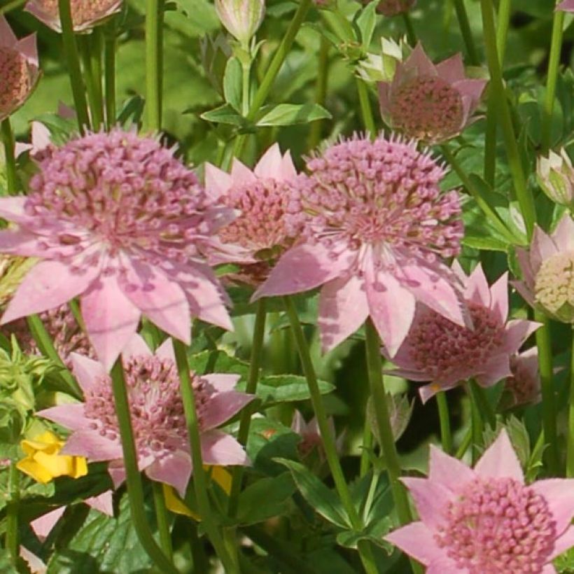 Astrantia maxima (Fioritura)