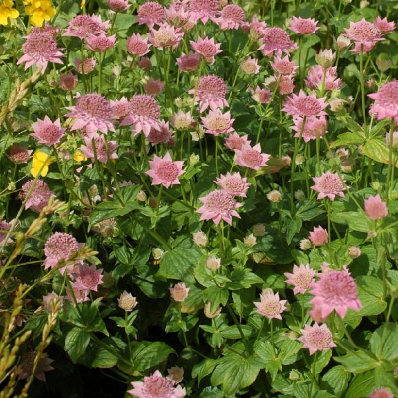 Astrantia maxima (Porto)