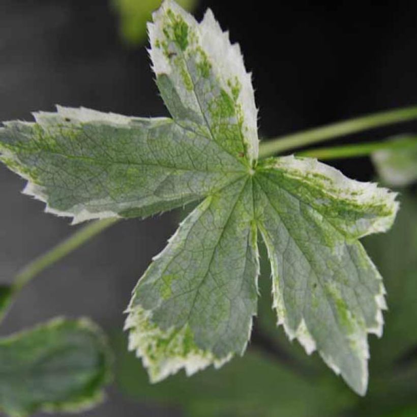 Astrantia major Sunningdale Variegated (Fogliame)