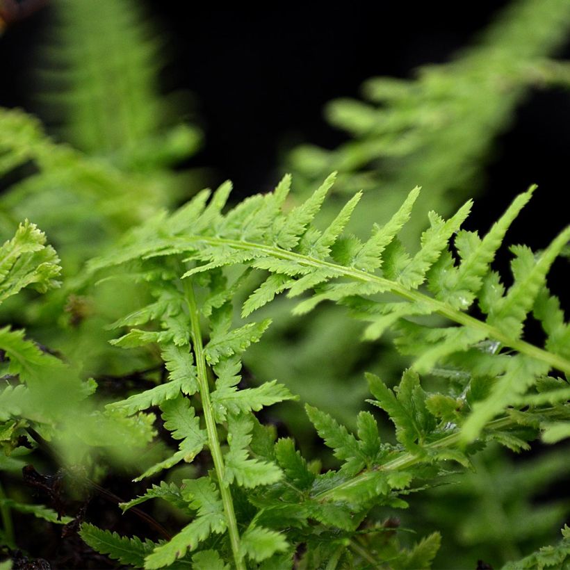 Athyrium filix-femina Victoriae - Felce femmina (Fogliame)