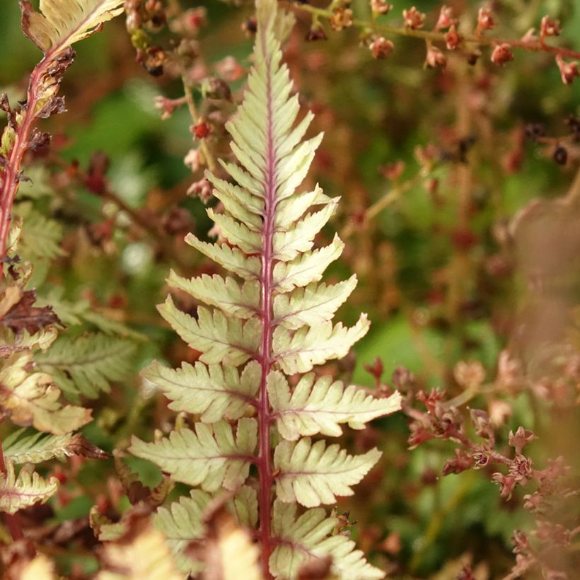 Athyrium niponicum Crested Surf - Felce (Fogliame)