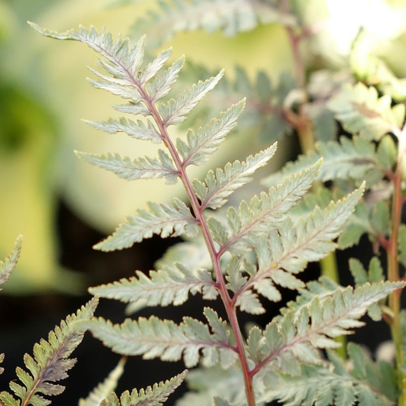 Athyrium niponicum var. pictum Metallicum - Felce (Fogliame)