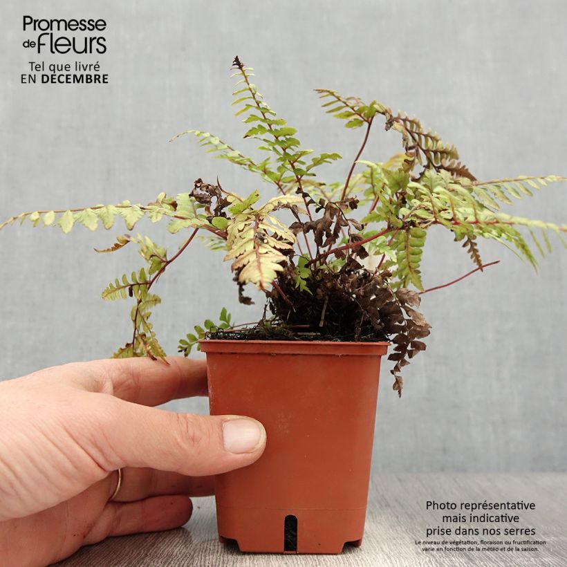 Athyrium otophorum var. okanum - Fougère femelle du Japon Godet de 9cm esemplare consegnato in inverno