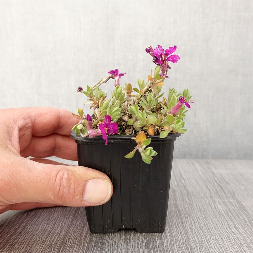 Aubriète Florado Rose - Aubrieta gracilis Godet de 8/9 cm esemplare consegnato in primavera