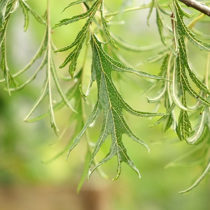 Alnus glutinosa Imperialis - Ontano nero (Fogliame)