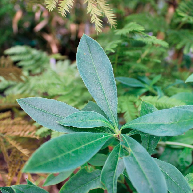 Azalea canescens (Fogliame)