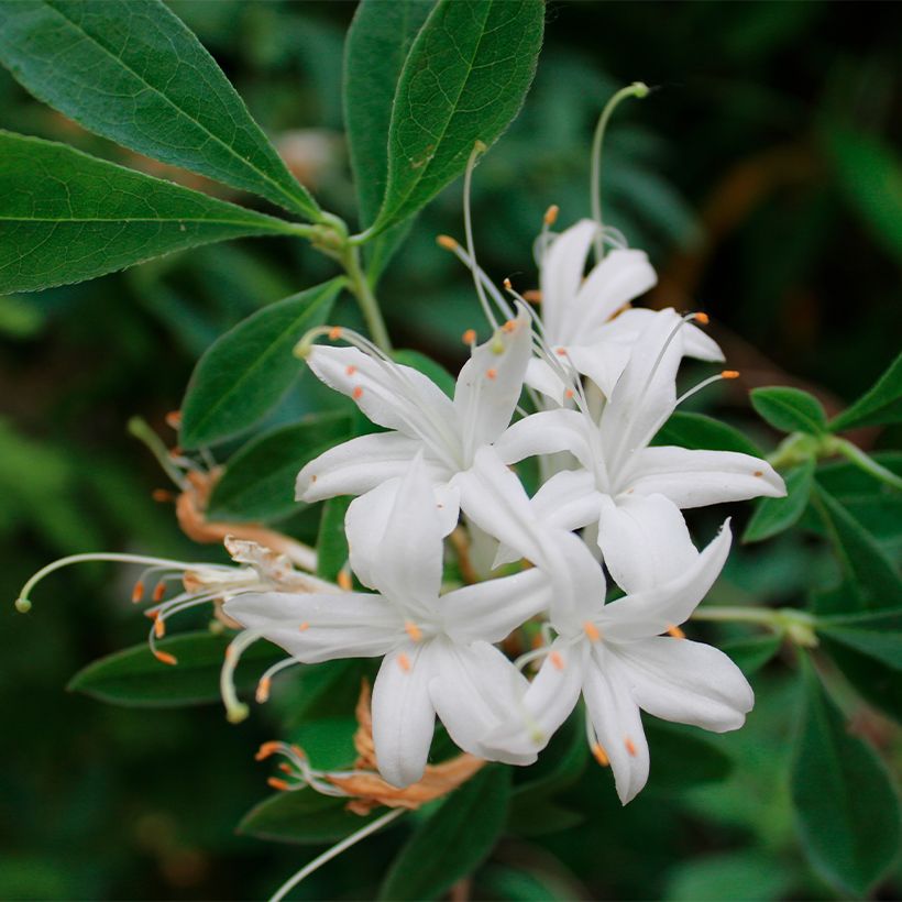 Azalea canescens (Fioritura)