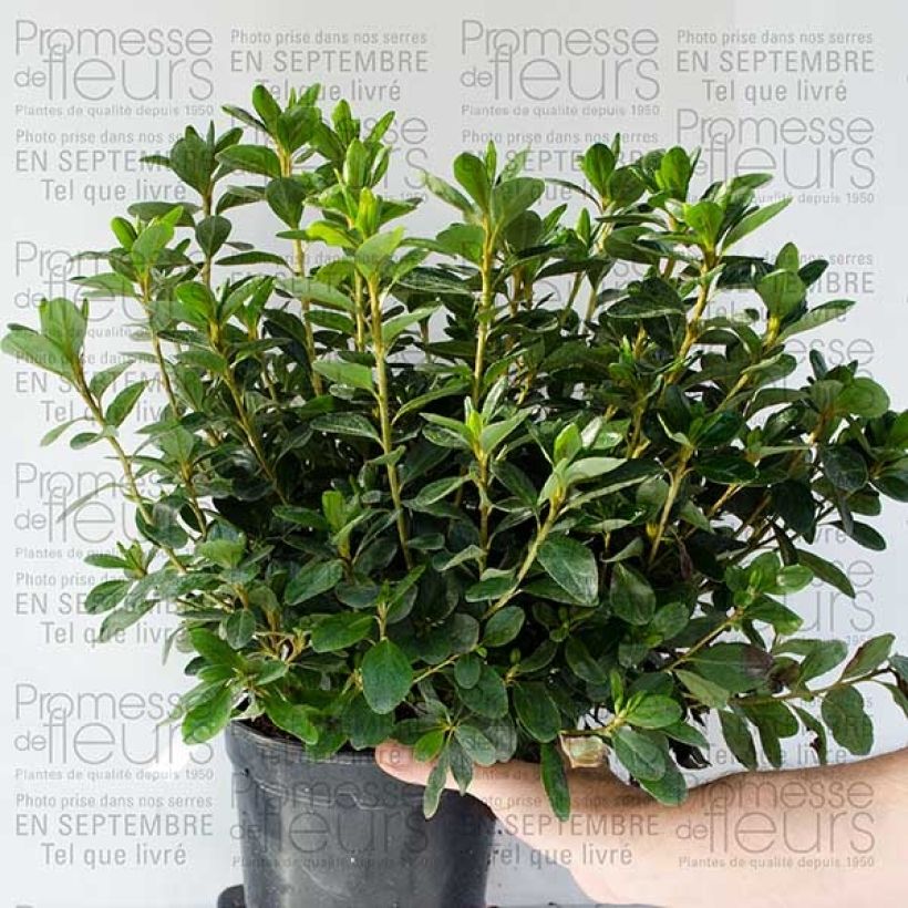 Esempio di esemplare Azalée du Japon Schneewittchen - Rhododendron hybride en pot de 2/3L come consegnato