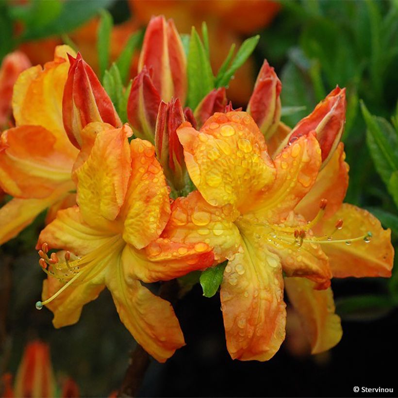 Azalea Arneson Gem (Fioritura)