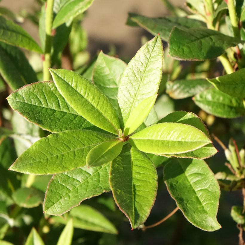 Azalea viscosum Karminduft (Fogliame)