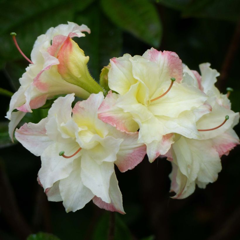 Azalea Cannon's Double (Fioritura)