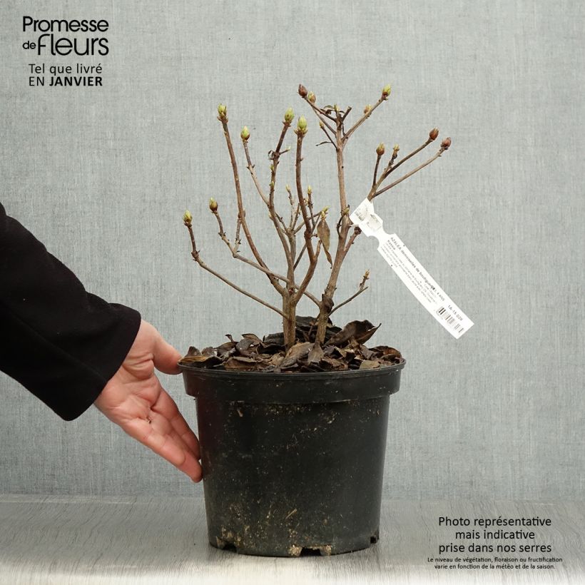 Azalée de Chine Demoiselles de Boutiguery Kassia - Rhododendron hybride - Pot de 4L/5L esemplare consegnato in inverno