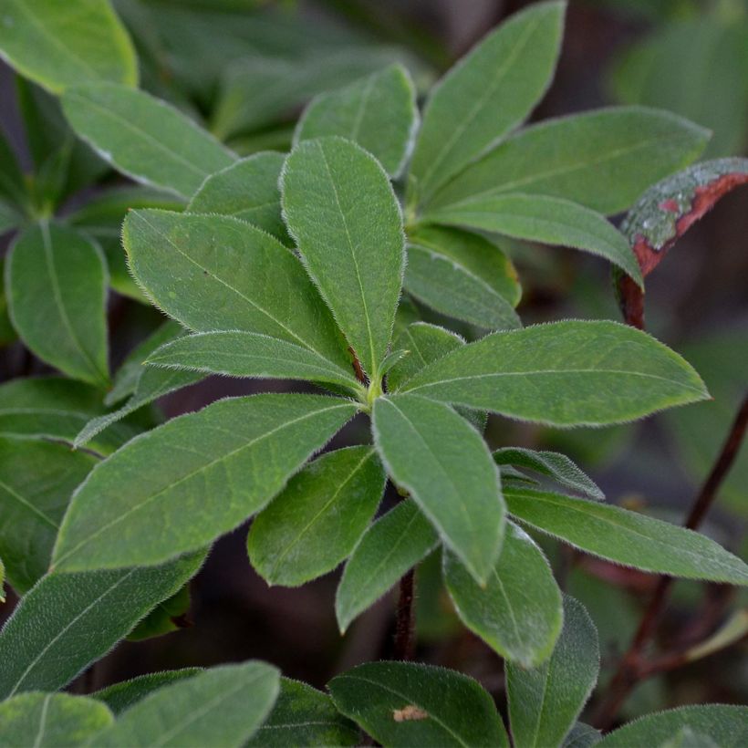 Azalea Wallowa Red (Fogliame)