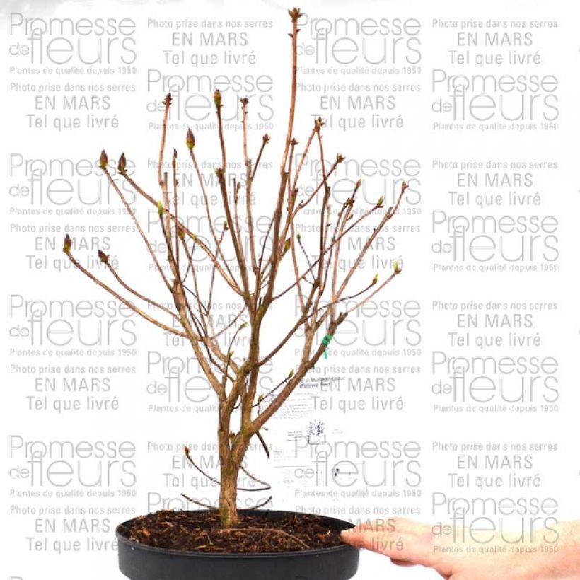 Esempio di esemplare Azalée de Chine Wallowa Red - Rhododendron hybride Pot de 4L/5L come consegnato