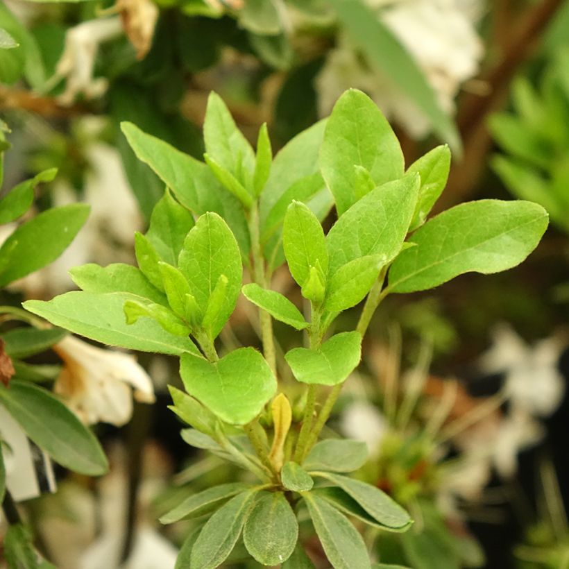 Azalea obtusum Adonis (Fogliame)