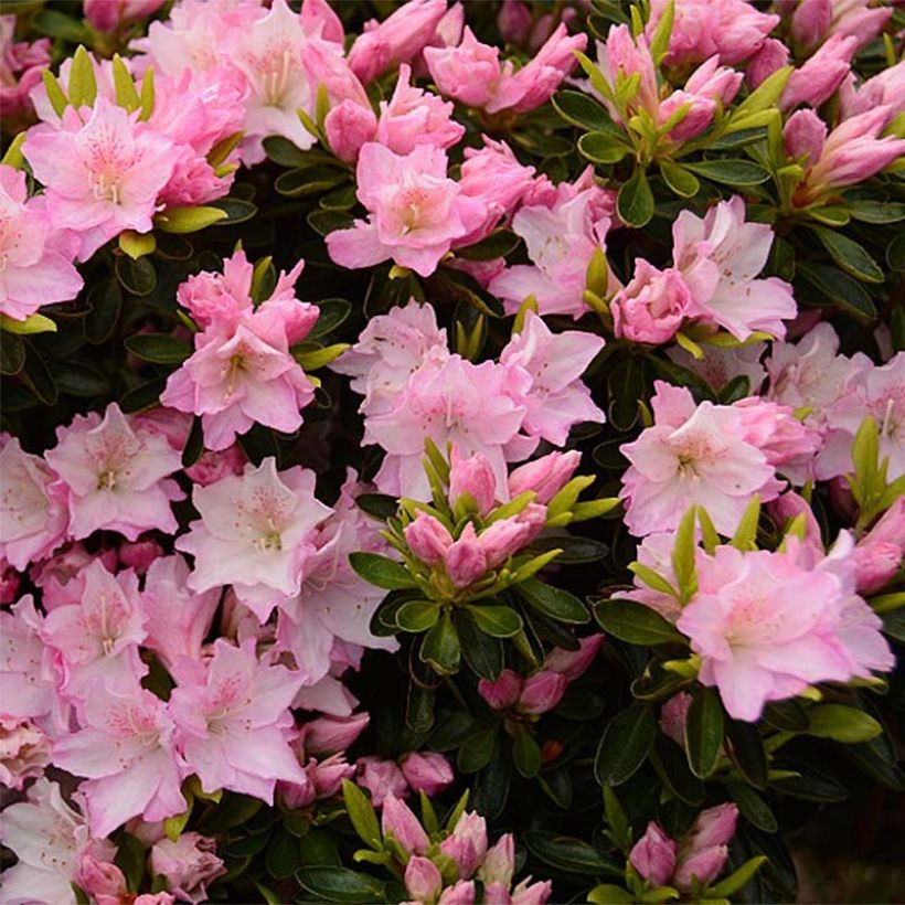 Azalea japonica Al's Picotee (Fioritura)