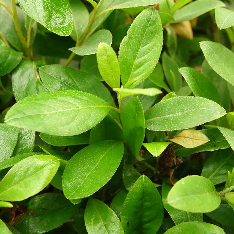 Azalea japonica Al's Picotee (Fogliame)