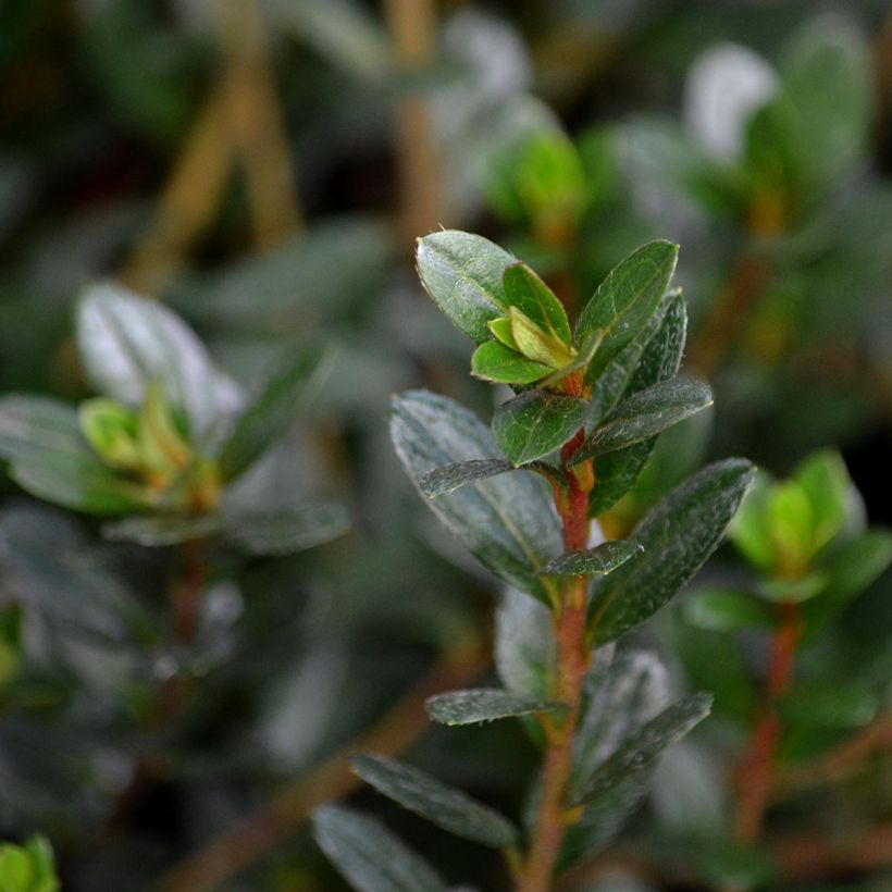 Azalea Amoena (Fogliame)