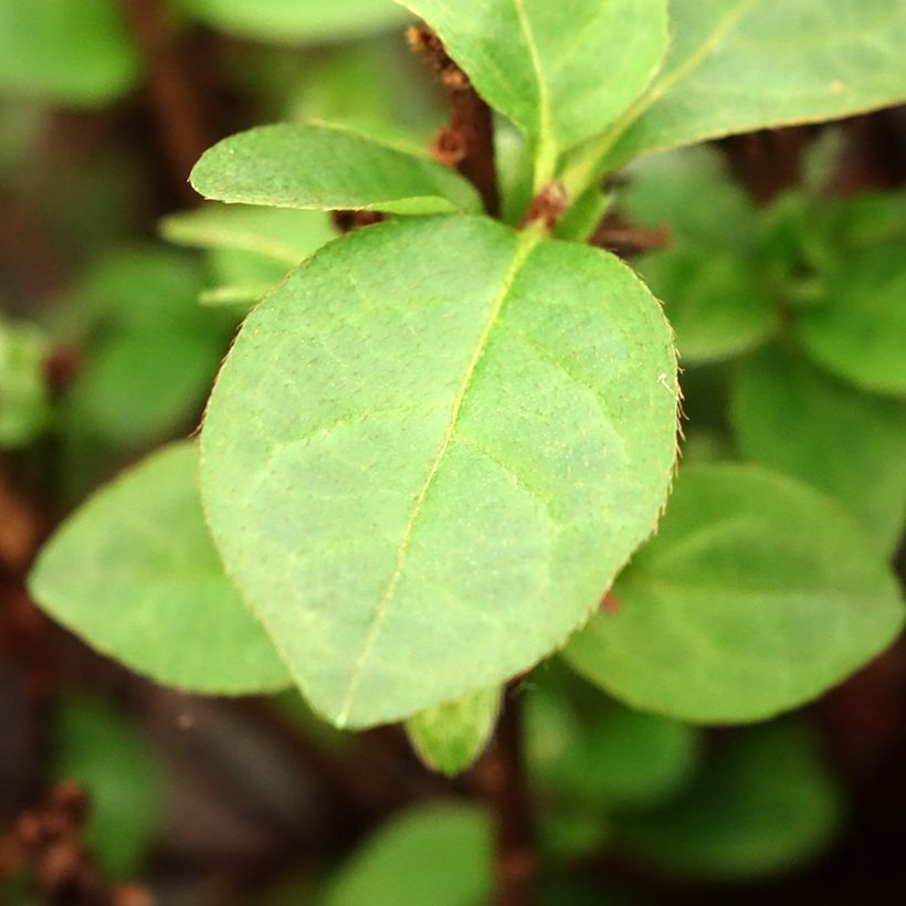 Azalea Ardeur (Fogliame)