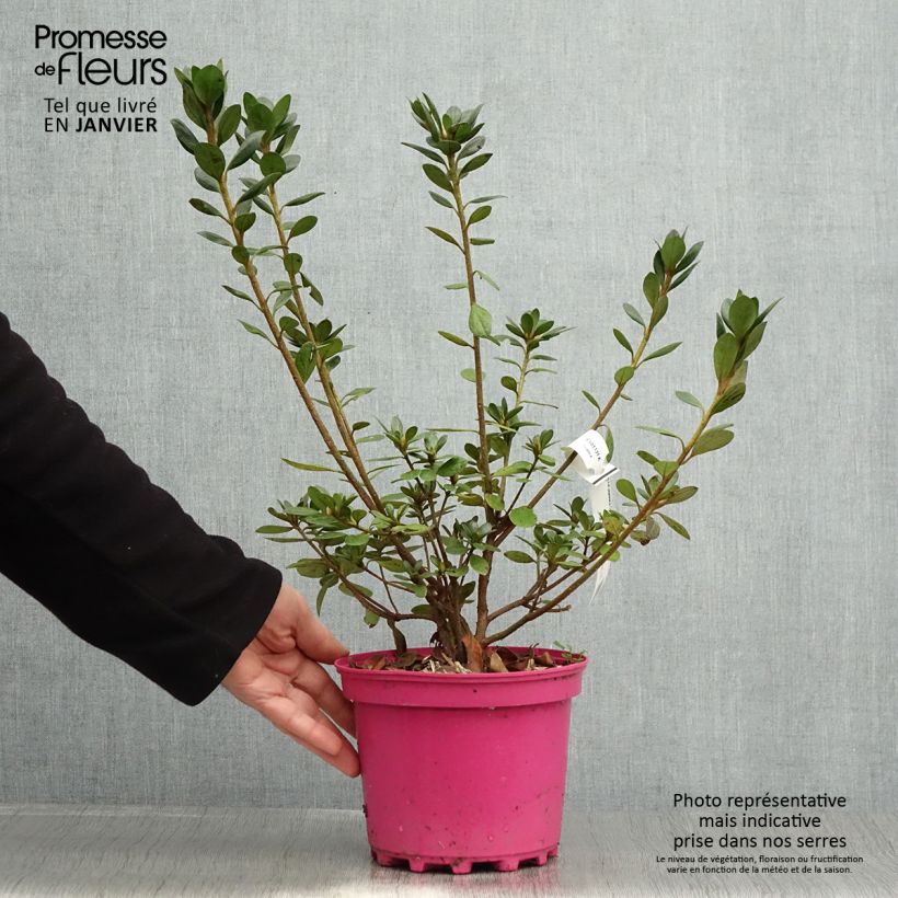 Azalée du Japon Christina - Rhododendron hybride. Pot de 2L/3L esemplare consegnato in inverno