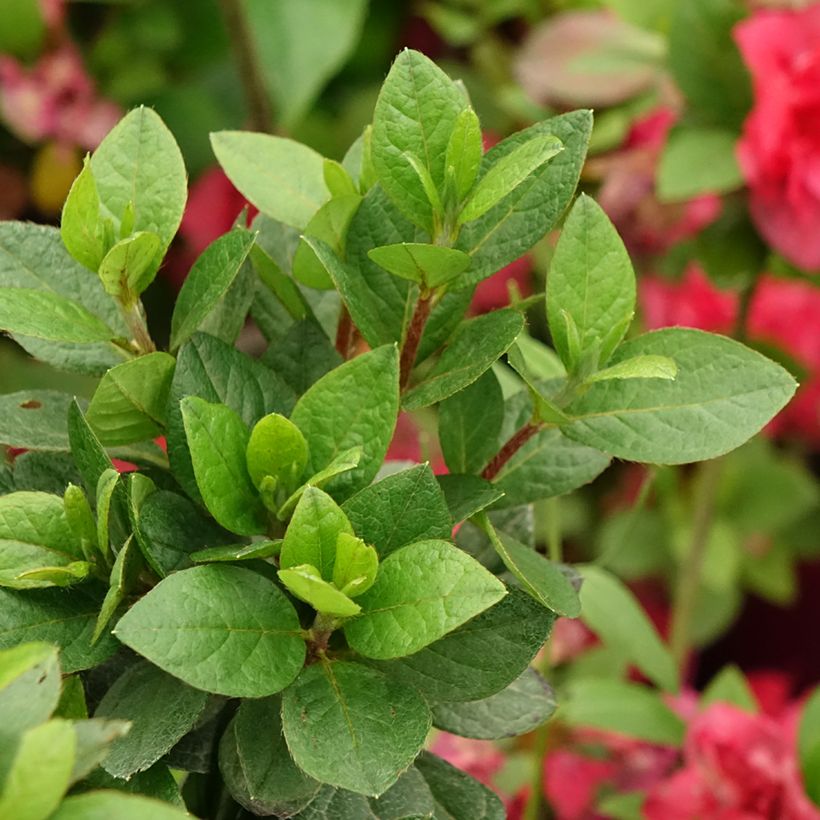 Azalea japonica Christina (Fogliame)