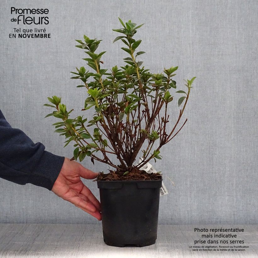 Esemplare di Azalée du Japon Elsie Lee - Rhododendron hybride Pot de 3L come consegnato in autunno