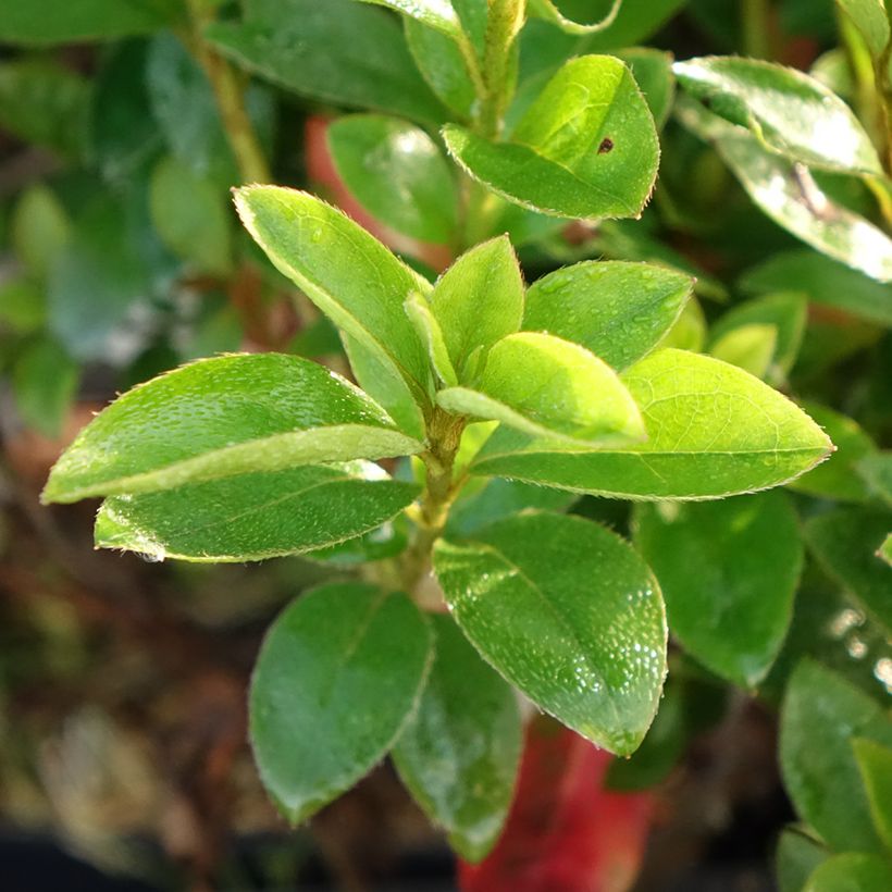 Azalea japonica Elsie Lee (Fogliame)