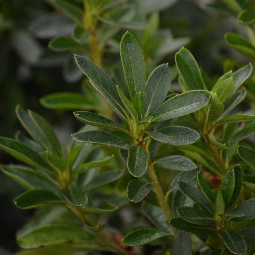 Azalea Ho Oden (Fogliame)