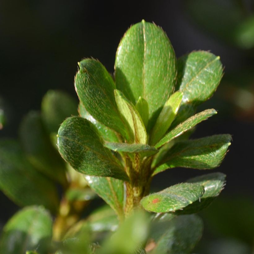 Azalea japonica Johanna (Fogliame)