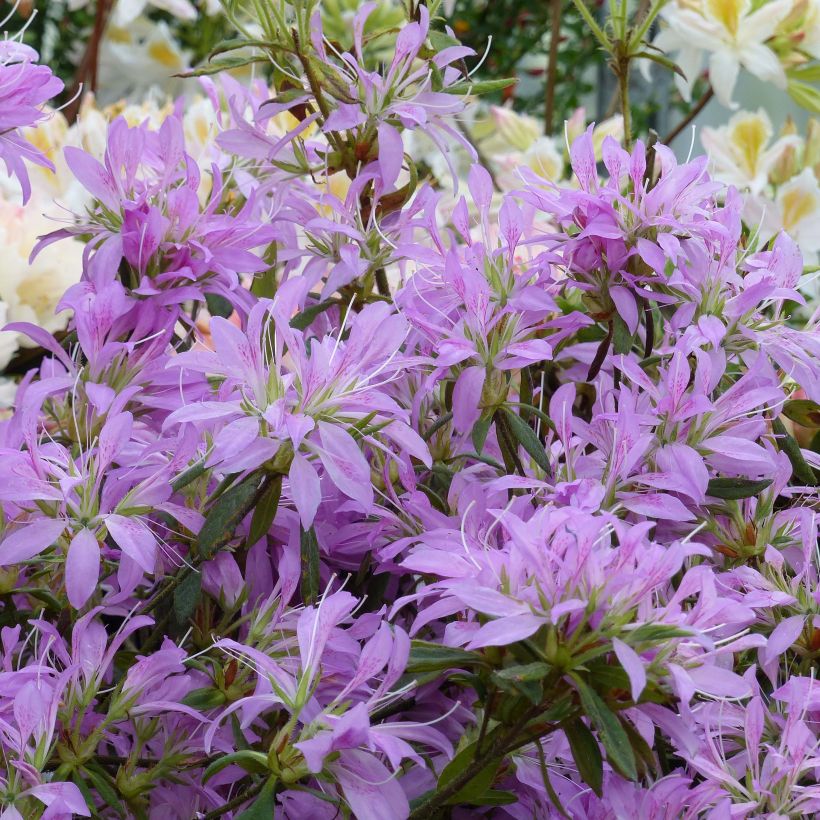 Azalea macrosepalum Koromo Shikibu (Fioritura)