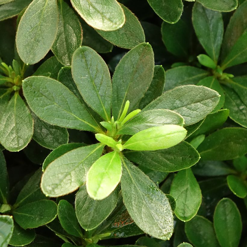 Azalea Luzi (Fogliame)