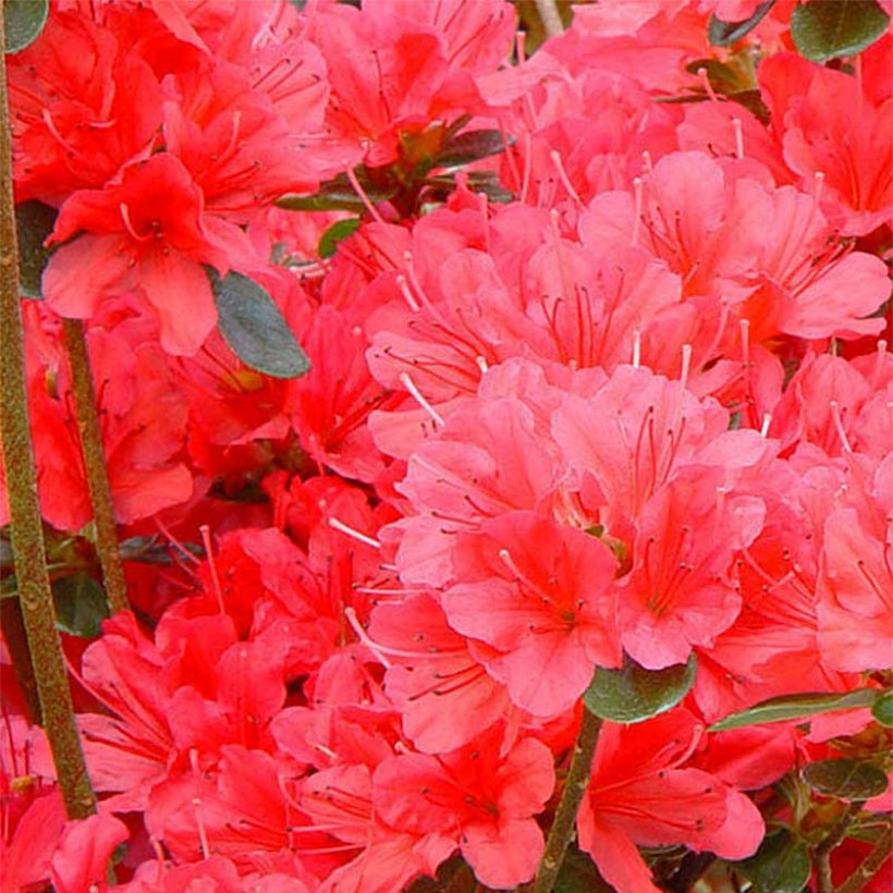 Azalea japonica Moederdag (Fioritura)