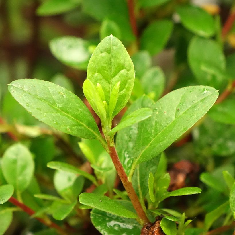 Azalea japonica Moederdag (Fogliame)